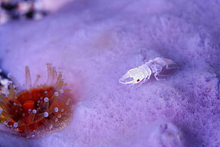 silver scorpion, macro, sea anemones, animals, underwater HD wallpaper