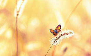 close up focus photo of orange and blue butterfly on white plant HD wallpaper