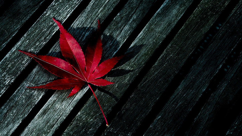 red maple leaf on black wooden surface HD wallpaper