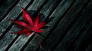 red maple leaf on black wooden surface