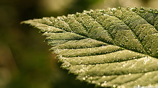 green leaf, nature, leaves, plants