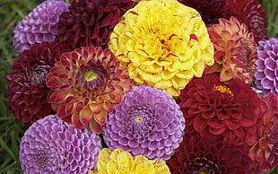 closeup photography of bouquet of dahlia flower