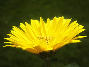 selective photo of yellow petaled flower
