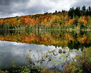 orange-red-and-yellow-leafed trees near body of water during cloudy day