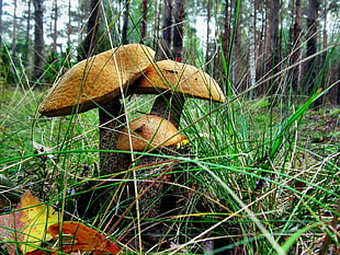 mushroom fungi surrounded with grass HD wallpaper