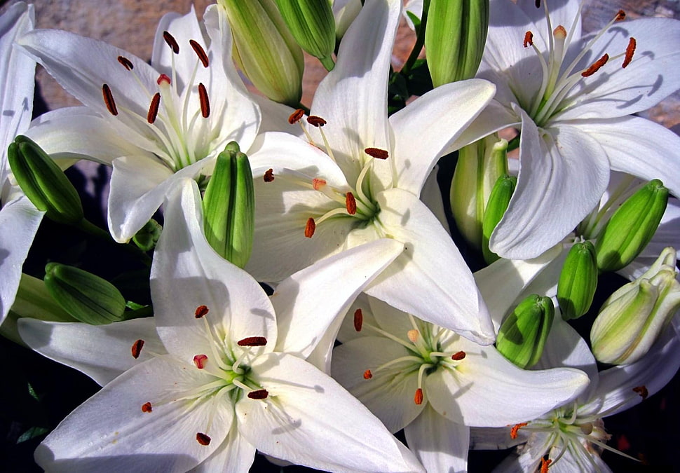 shallow focus of white flowers HD wallpaper