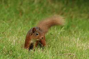 brown squirrel on green grass, red squirrel