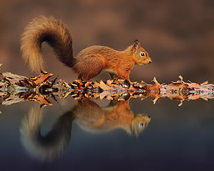 selective focus mirror photography of brown Squirrel