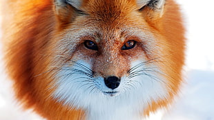 brown fox photo HD wallpaper