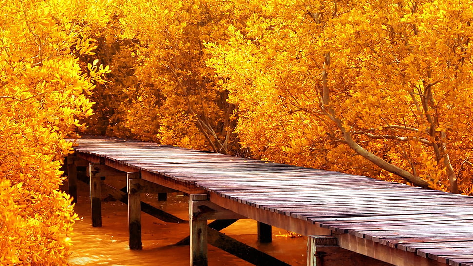 brown wooden bridge surrounded by orange trees HD wallpaper