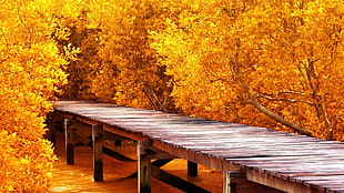 brown wooden bridge surrounded by orange trees