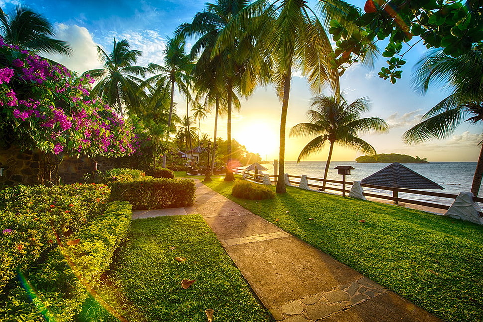 green grass, beach, sunset, palm trees, sea HD wallpaper