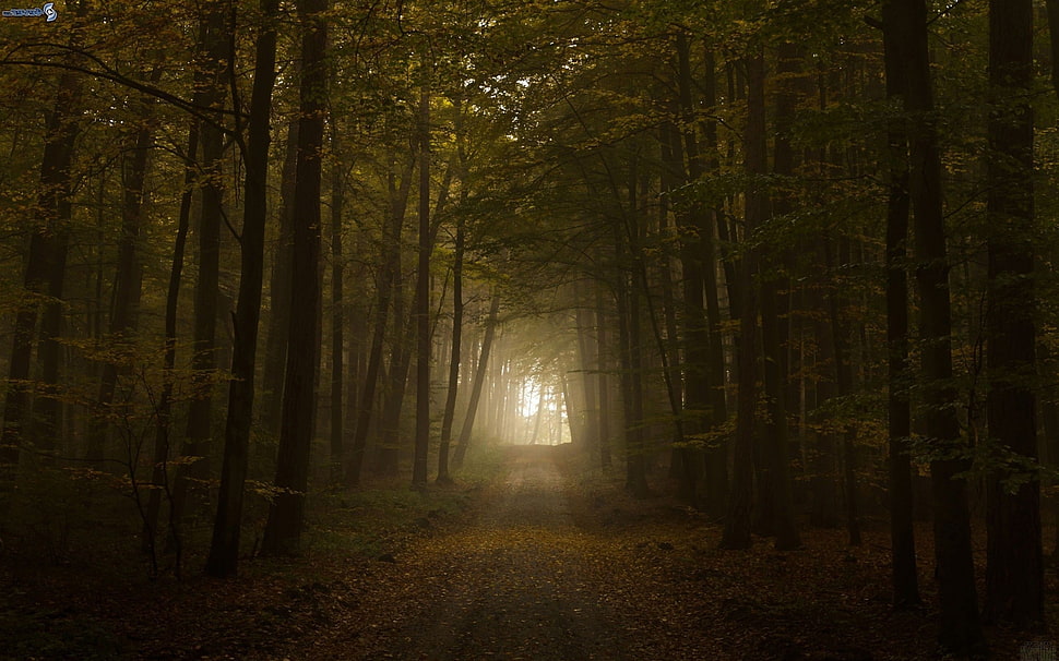 pathway in between trees, nature, forest, pathway, trees HD wallpaper