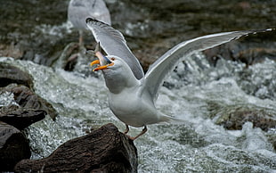 white seagull with fish in mouth
