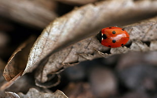 red and black Ladybird