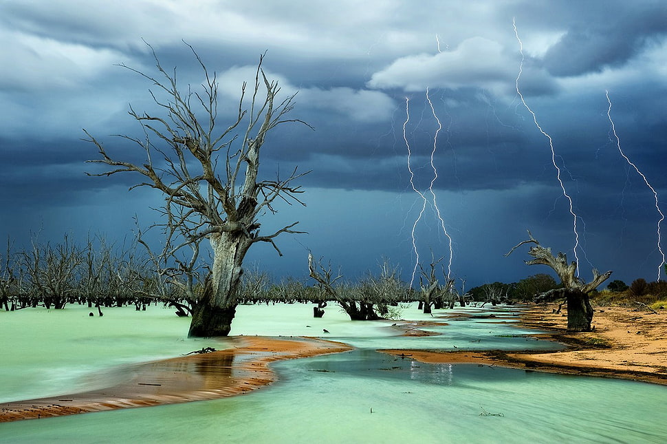gray tree bark, lightning, storm, dead trees, beach HD wallpaper