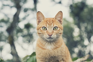 orange Tabby cat closeup photo