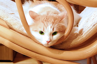 white and orange tabby cat on brown wooden rocking chair