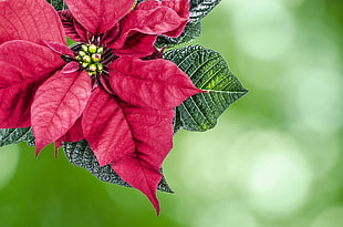 red poinsettia flower closeup photo