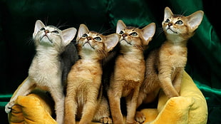 four kittens, cat, animals