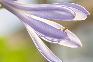 selective focus of purple petaled flower