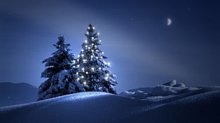rule of third painting of lighted Christmas tree, Christmas, Christmas Tree, snow, night HD wallpaper