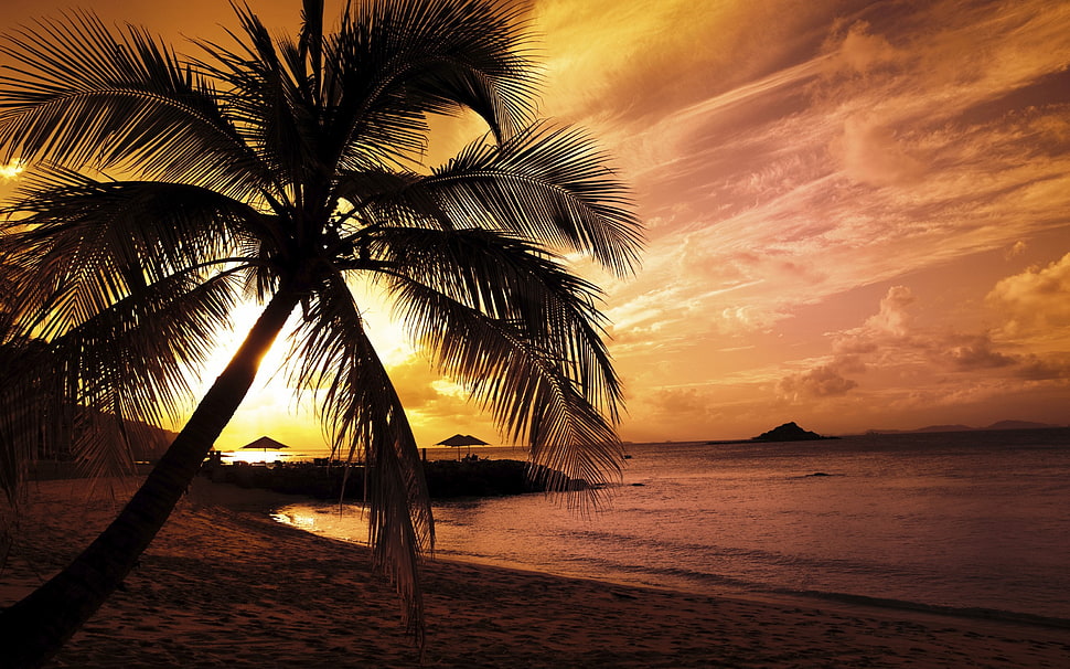 green palm tree, landscape, sunset, beach, palm trees HD wallpaper