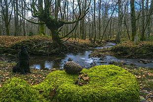 river surround by trees under blue sky during daytime