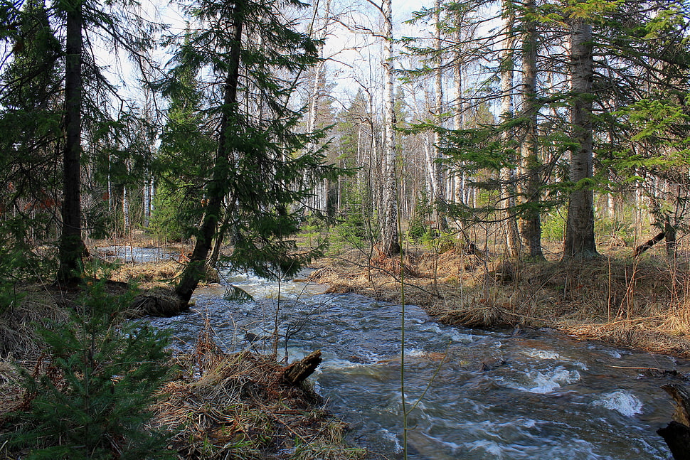 body of water surrounded by forest trees HD wallpaper