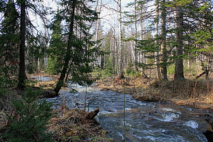 body of water surrounded by forest trees