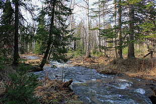 body of water surrounded by forest trees HD wallpaper