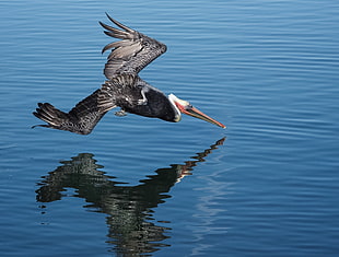 long beaked bird flying over body of water, pelican