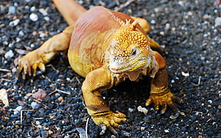 yellow and brown lizard