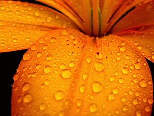 Macro Lens Photography of water droplets on orange flower petal