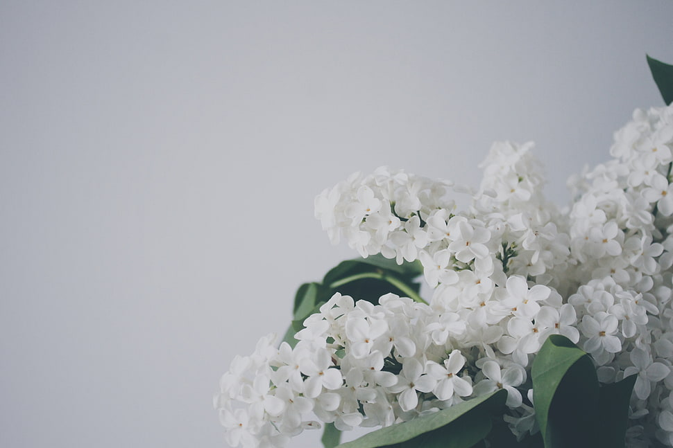 macro shot photography of white flowers HD wallpaper