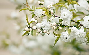 white flowers on branch close-up photography