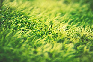 green green, grass, green, depth of field, macro