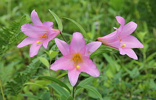 three pink flowers with green leaves