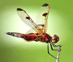 macro photo of red and black dragonfly