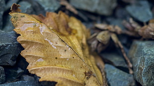 selected focus photo of dry leaf on rock with water droplet, leaves, nature, macro, fall