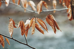 brown dried leaf HD wallpaper