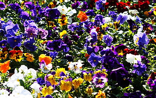 purple, white, yellow, and red petaled flowers HD wallpaper