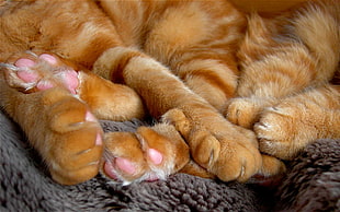 orange tabby cat feet HD wallpaper