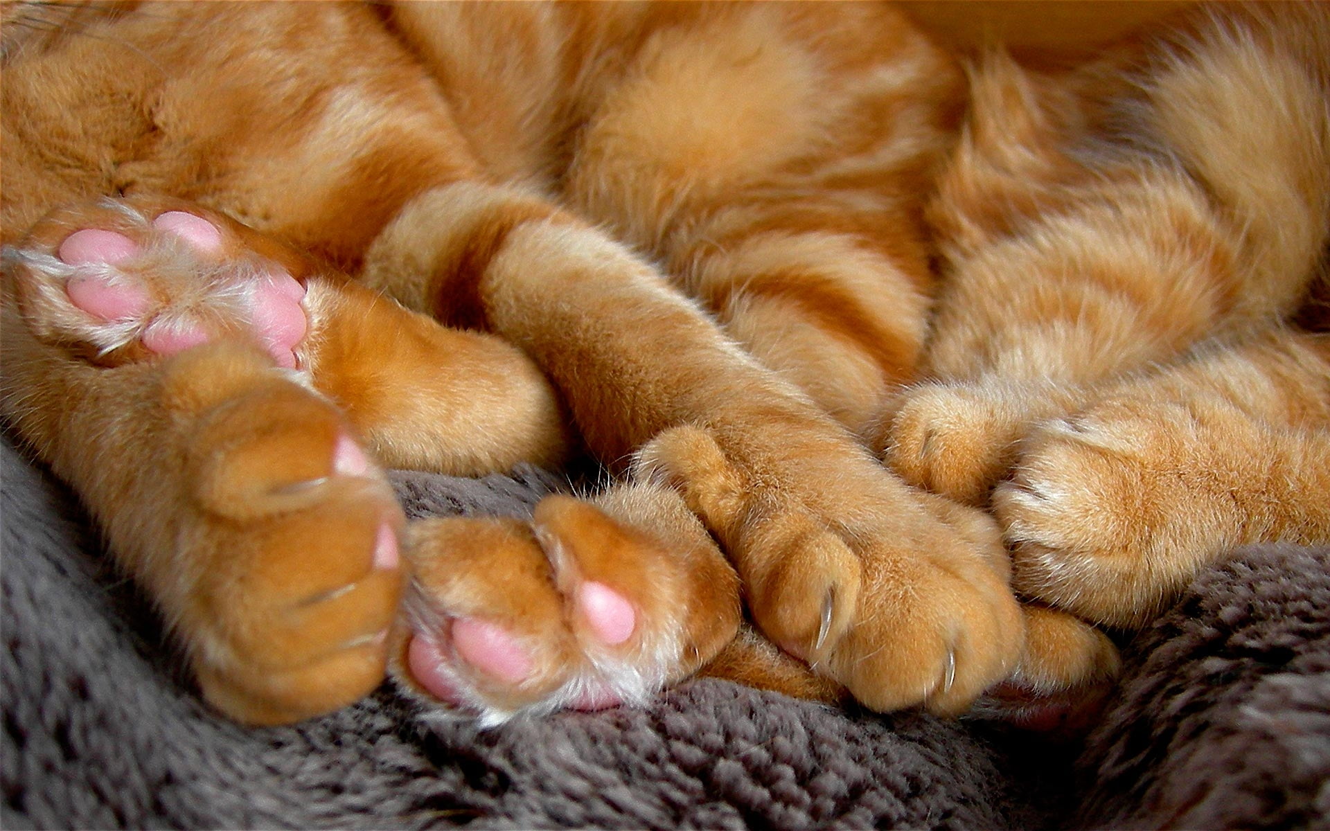 Тепло лапкам. Кошачья лапка. Кошачьи подушечки. Кошачьи подушечки на лапах. Лапа рыжего кота.