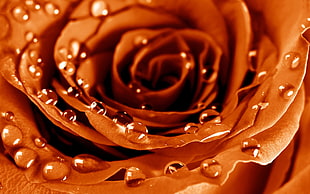orange rose with water droplets