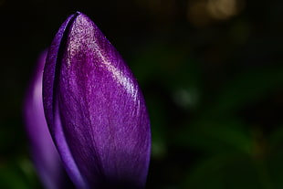 purple Crocus flower in close up photography HD wallpaper