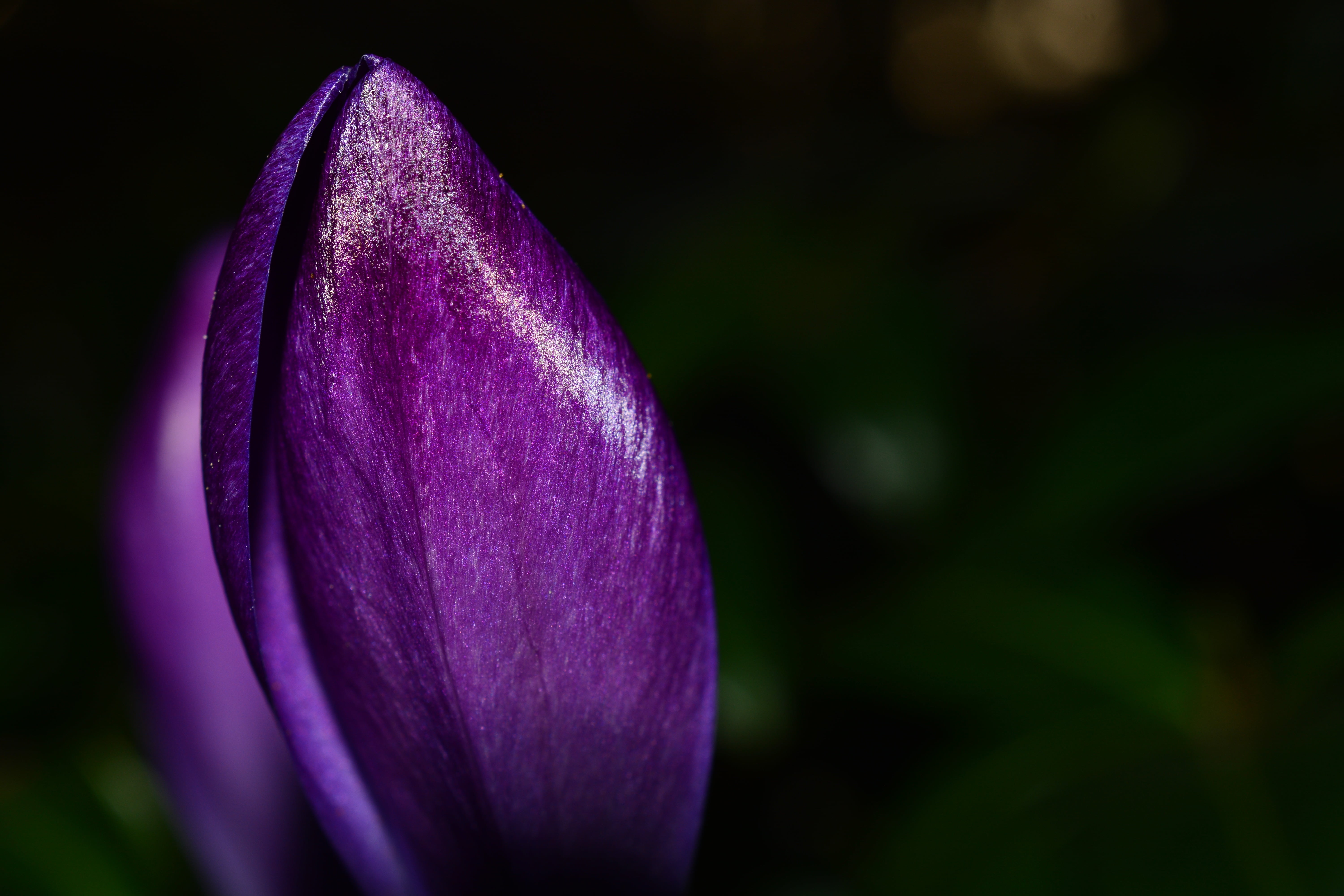 purple Crocus flower in close up photography