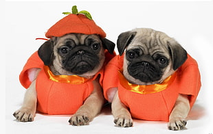 two fawn pugs in pumpkin Halloween costumes