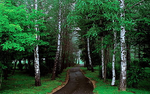 pathway in the woods HD wallpaper