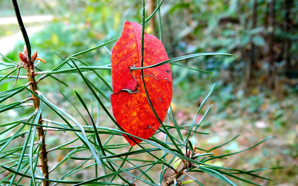 red leaf with green leavs HD wallpaper